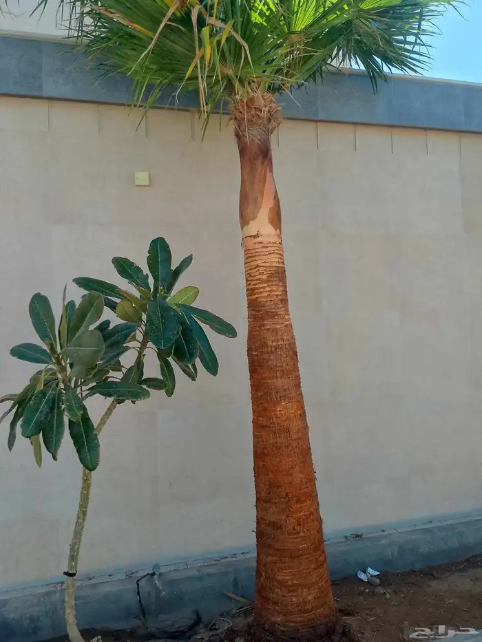 تكريب الواشنطونيا والنخيل وتنسيق الحدائق وقطع اشجار 0