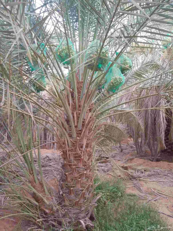 نخل للبيع مثمر خلاص سكري شيشي هلالي مجدول صقعي غر منيفي شهل 1