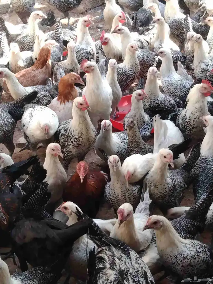 250 جوز دجاج فيومى على بلدي عمر 5 شهور الصحة شرط 6
