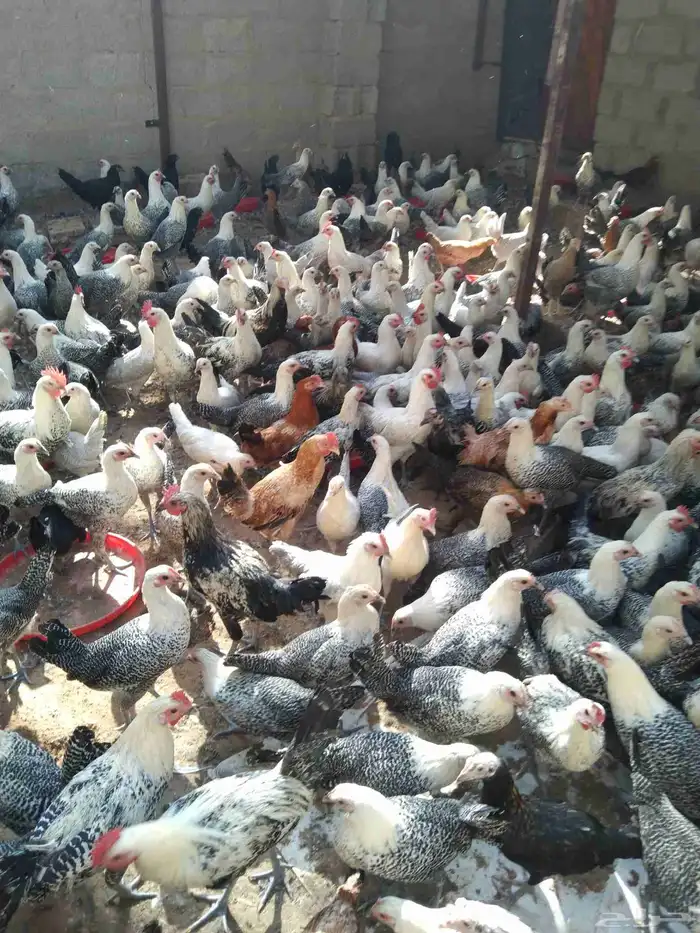 250 جوز دجاج فيومى على بلدي عمر 5 شهور الصحة شرط 2