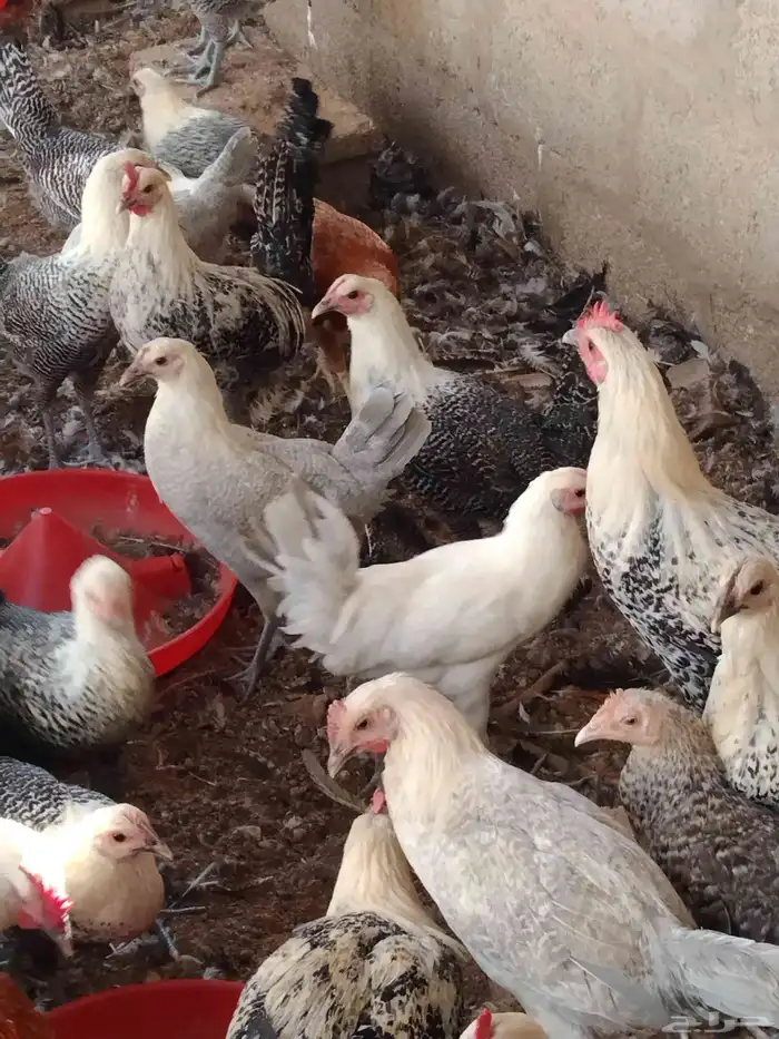 250 جوز دجاج فيومى على بلدي عمر 5 شهور الصحة شرط 4