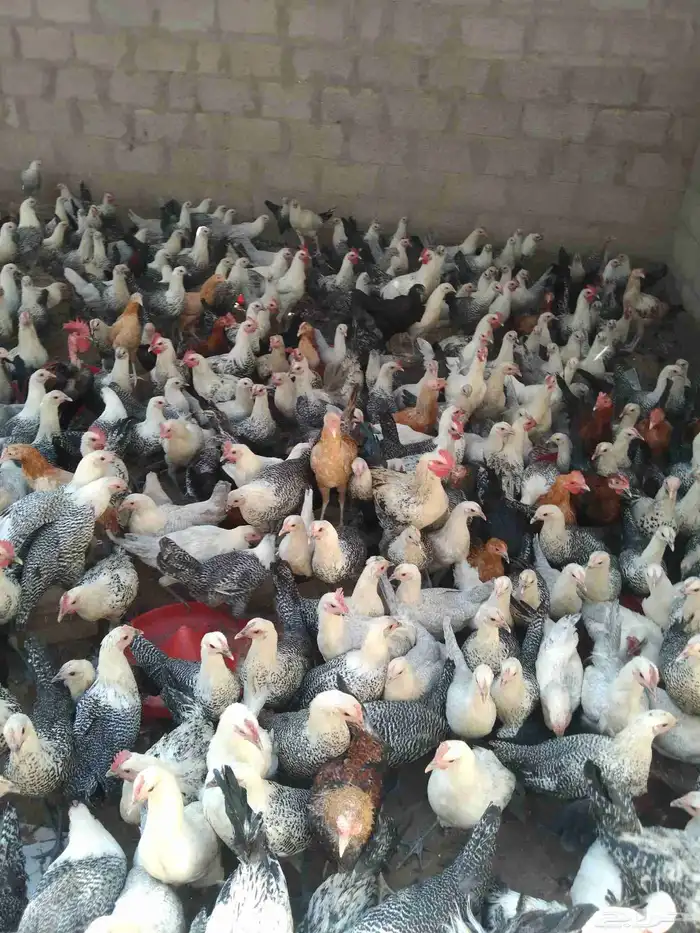 250 جوز دجاج فيومى على بلدي عمر 5 شهور الصحة شرط 1