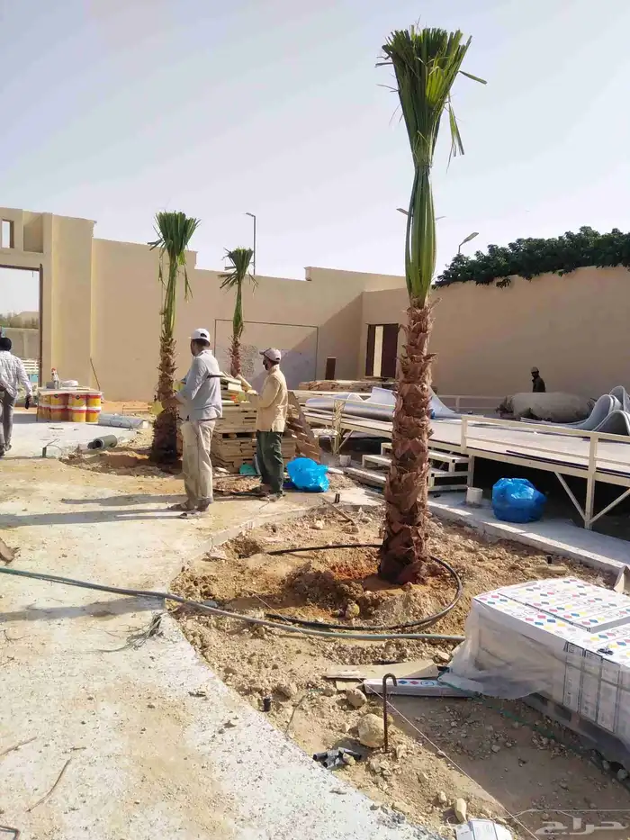 نخيل واشنطونيا 8