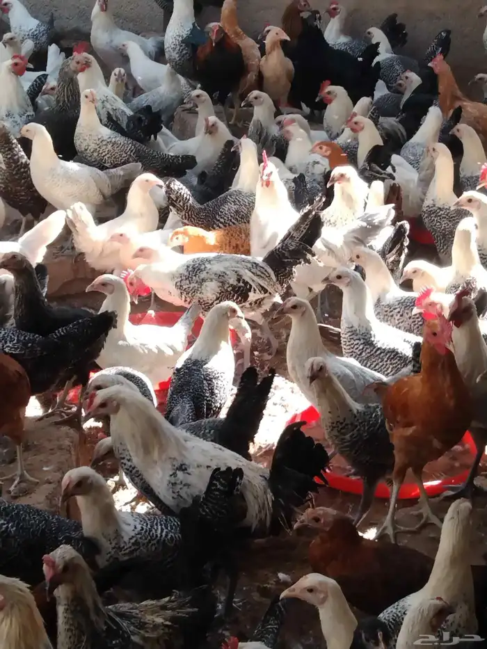 250 جوز دجاج فيومى على بلدي عمر 5 شهور الصحة شرط 8