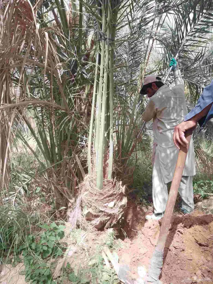 نخل للبيع مثمر خلاص سكري شيشي هلالي مجدول صقعي غر منيفي شهل 5