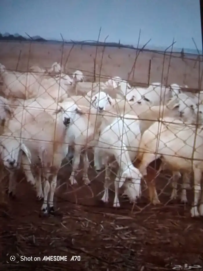 ضأن مراح واحد مقاني 1