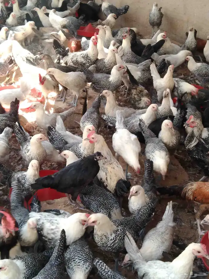 250 جوز دجاج فيومى على بلدي عمر 5 شهور الصحة شرط 9