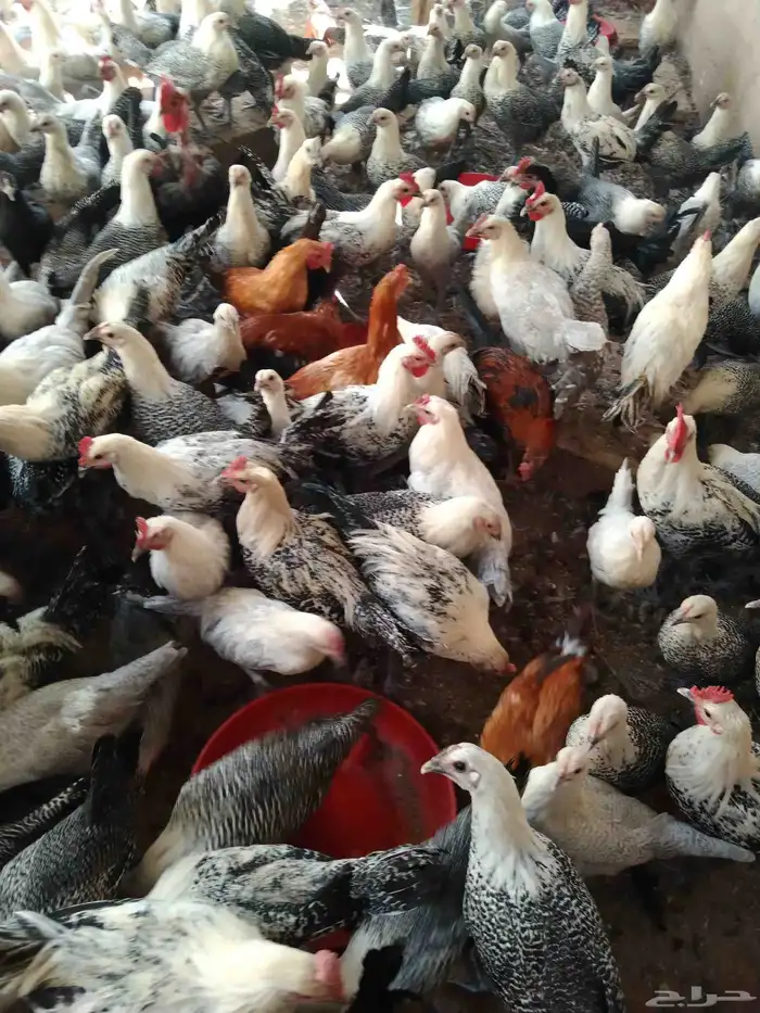 250 جوز دجاج فيومى على بلدي عمر 5 شهور الصحة شرط 3