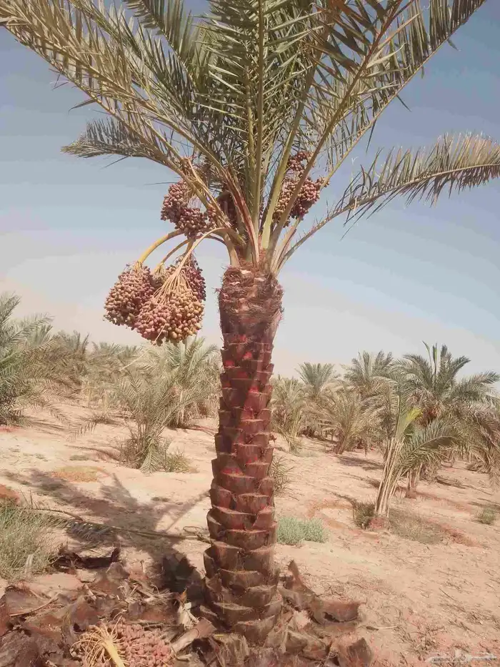 نخل للبيع مثمر خلاص سكري شيشي هلالي مجدول صقعي غر منيفي شهل 3