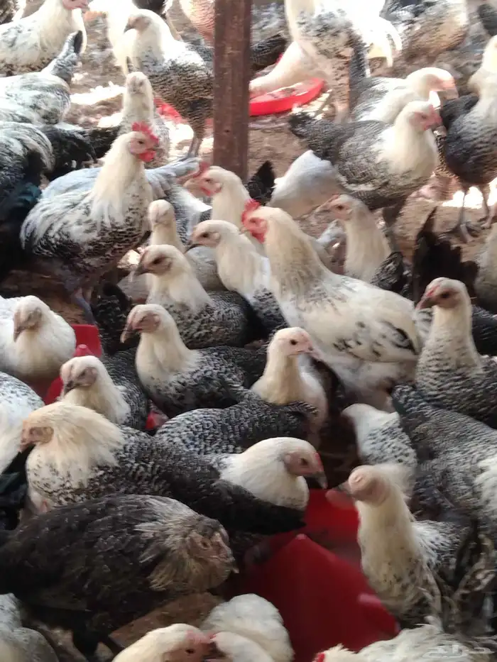 250 جوز دجاج فيومى على بلدي عمر 5 شهور الصحة شرط 5