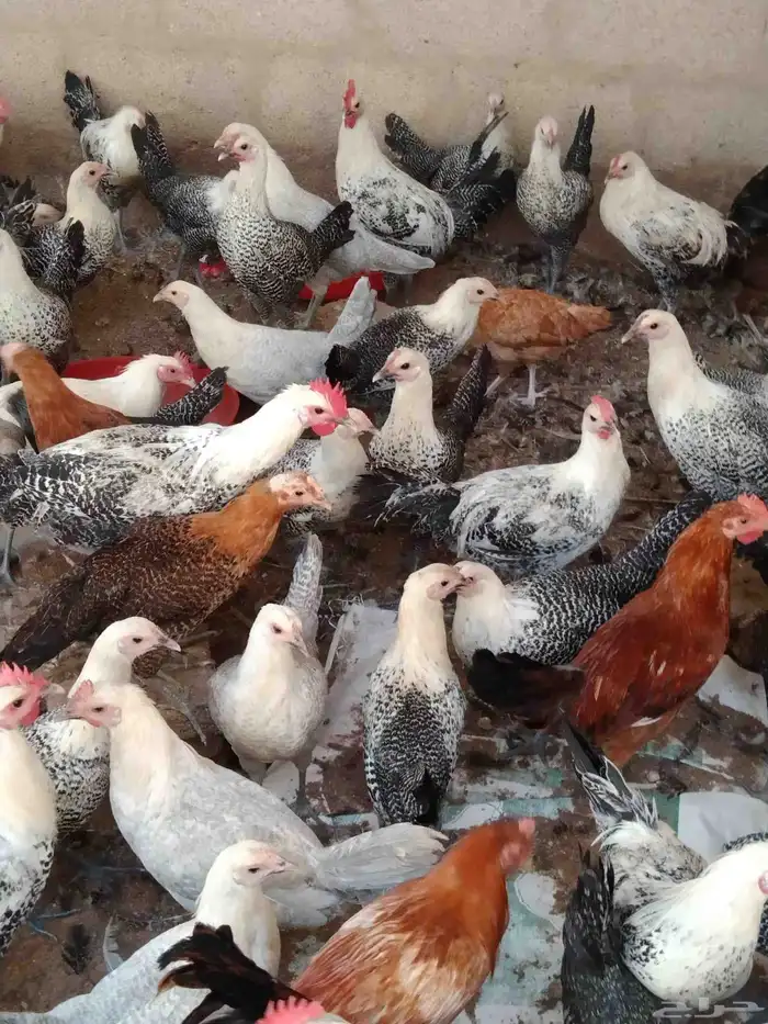 250 جوز دجاج فيومى على بلدي عمر 5 شهور الصحة شرط 7