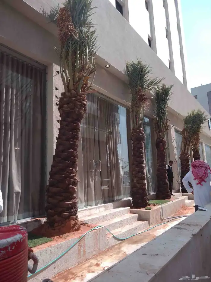 نخل للبيع مثمر خلاص سكري شيشي هلالي مجدول صقعي غر منيفي شهل 2