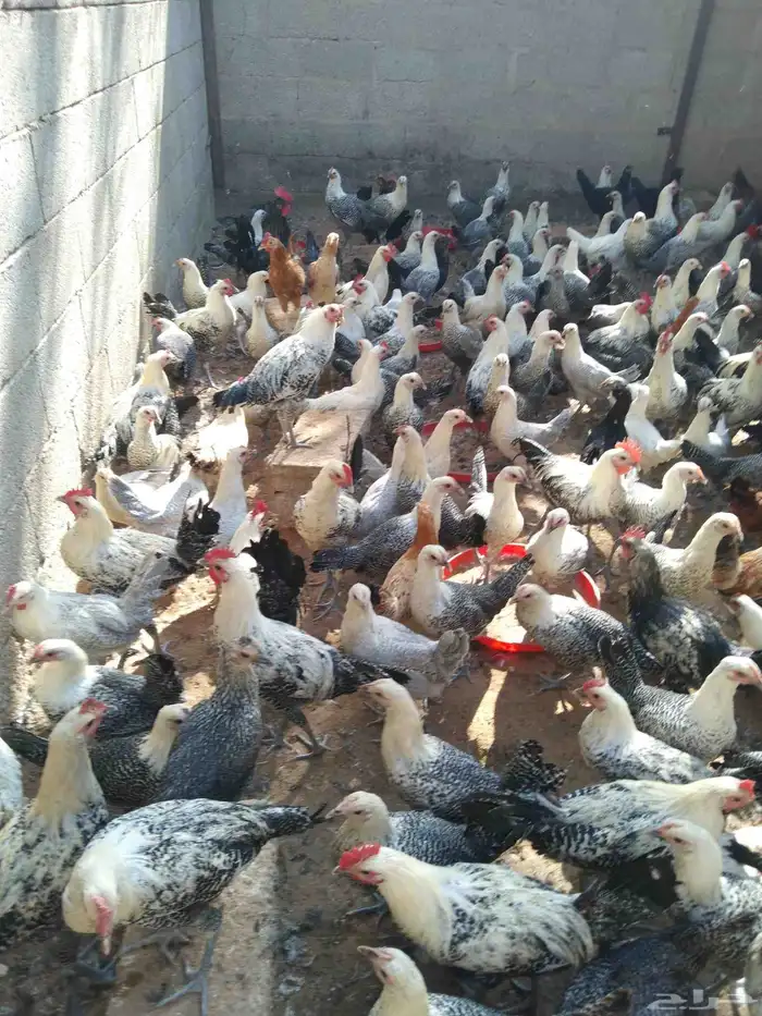 250 جوز دجاج فيومى على بلدي عمر 5 شهور الصحة شرط 0