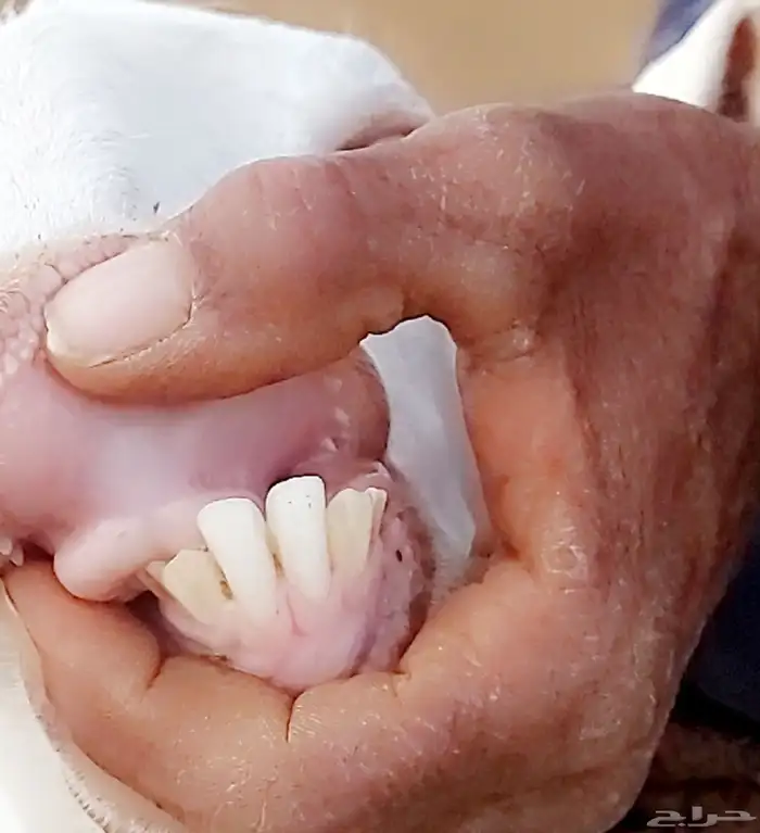 عنز برصى تحتها تيس 4