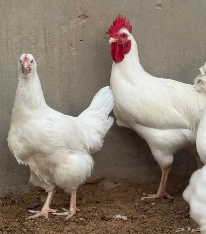 دجاج تركي ابيض صافي جروم طيبه ماشاءالله 5