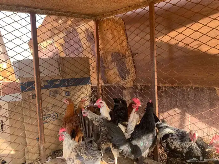 ديكه للبيع 7