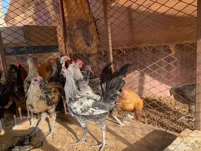 ديكه للبيع 2