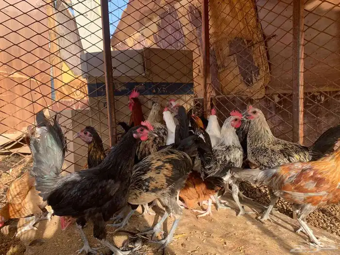 ديكه للبيع 3