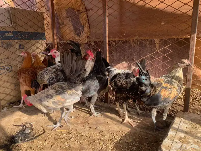 ديكه للبيع 0