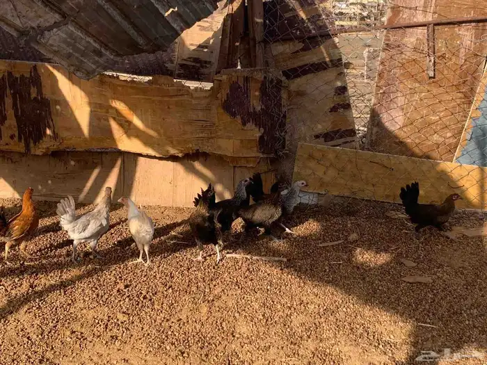 دجاج البيع 2