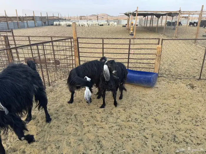 معزا عوارض دفيع 13