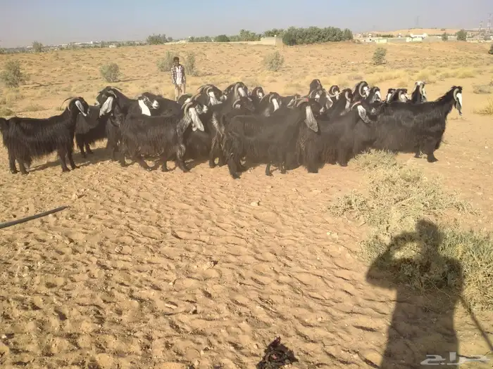 ماعز عوارض 0