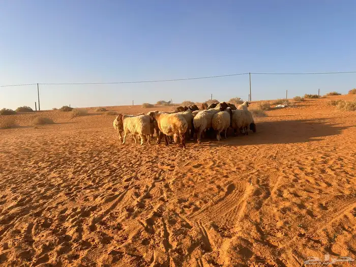 غنم نعيم دفيع 1