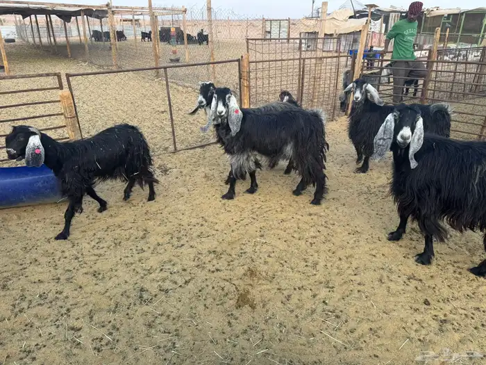 معزا عوارض دفيع 9