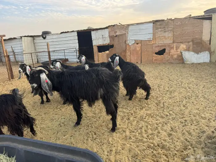 معزا عوارض دفيع 4