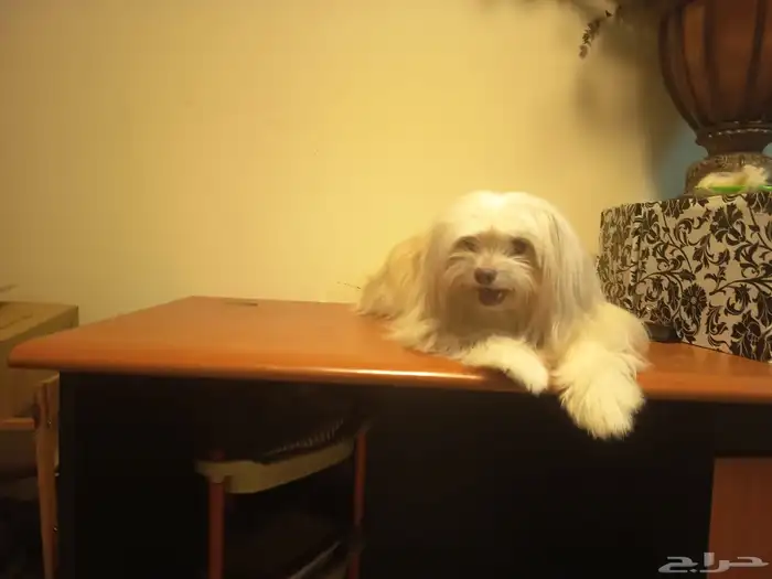 كلبه مالتيزر بيور للتزاوج 0