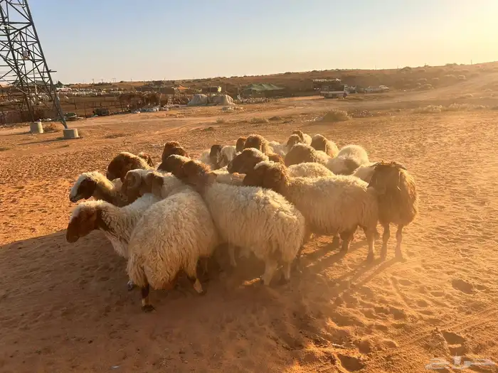 غنم نعيم دفيع 7