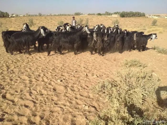 ماعز عوارض 2