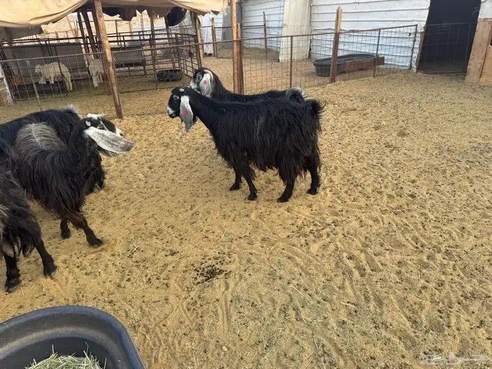 معزا عوارض دفيع 6