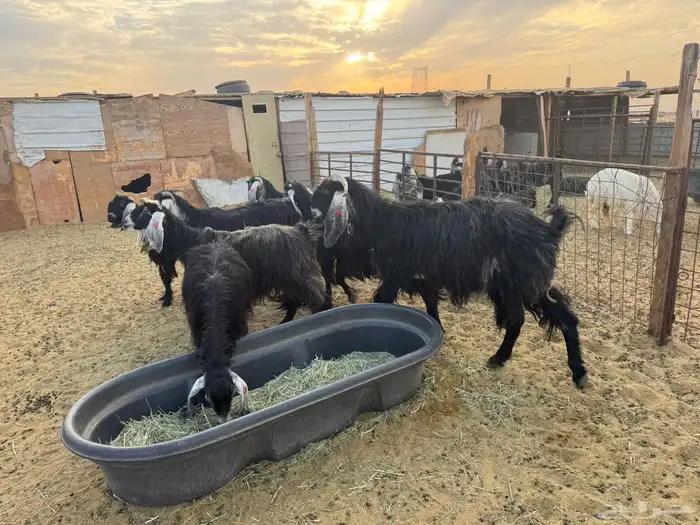 معزا عوارض دفيع 5