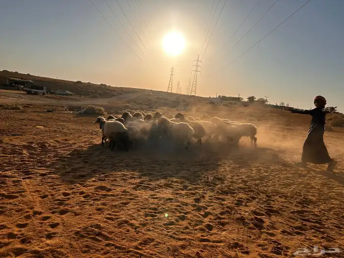 غنم نعيم دفيع 6