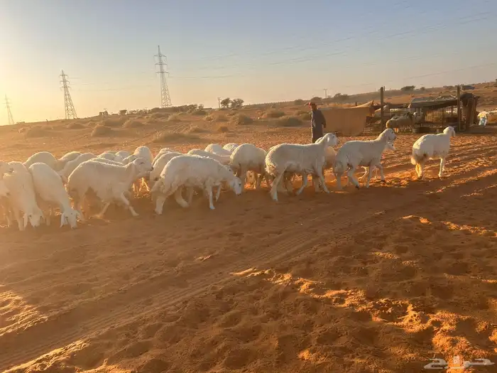 غنم نعيم دفيع 2