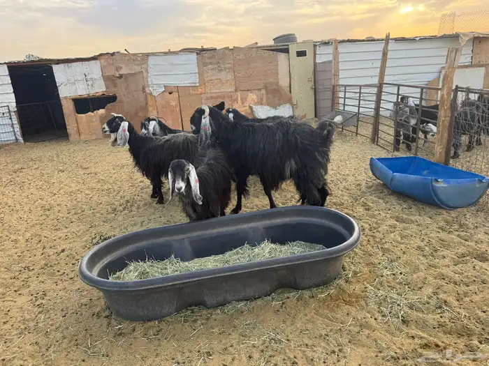 معزا عوارض دفيع 1