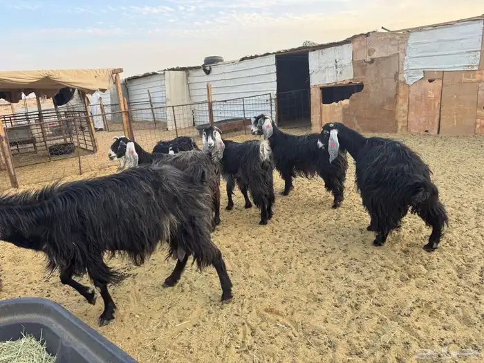 معزا عوارض دفيع 3