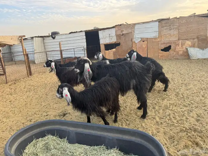 معزا عوارض دفيع 2