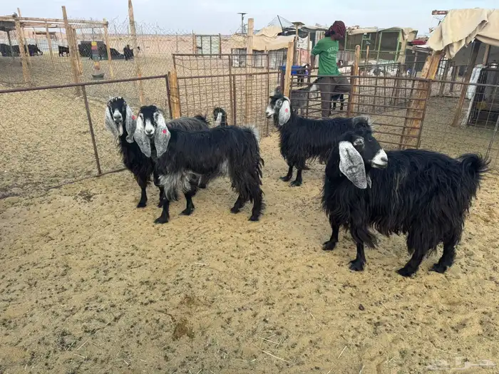 معزا عوارض دفيع 14