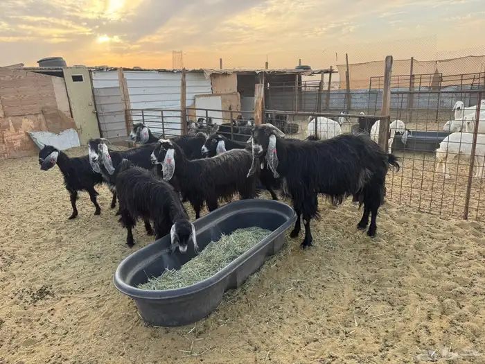 معزا عوارض دفيع 0