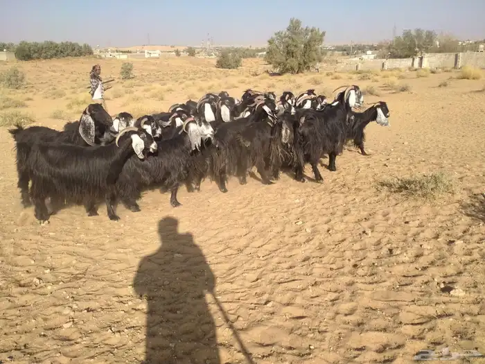 ماعز عوارض 1