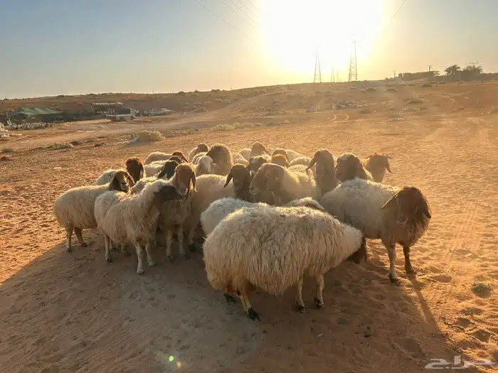 غنم نعيم دفيع 0