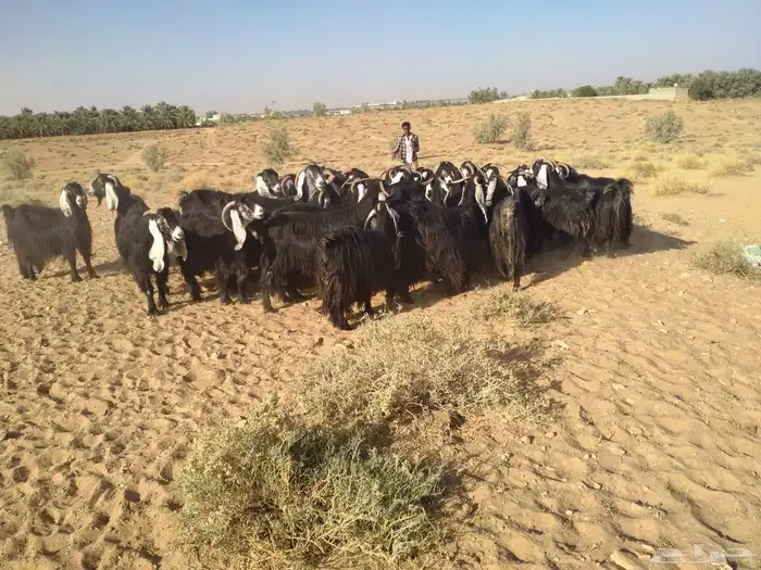 ماعز عوارض 3