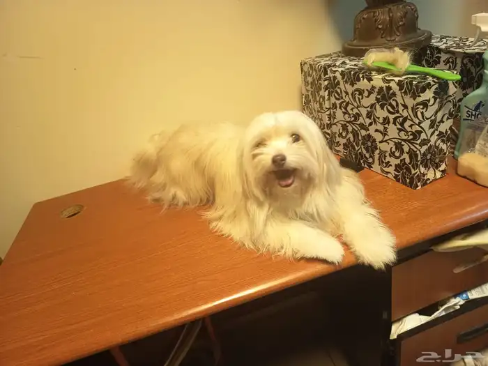 كلبه مالتيزر بيور للتزاوج 2