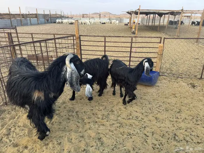 معزا عوارض دفيع 12