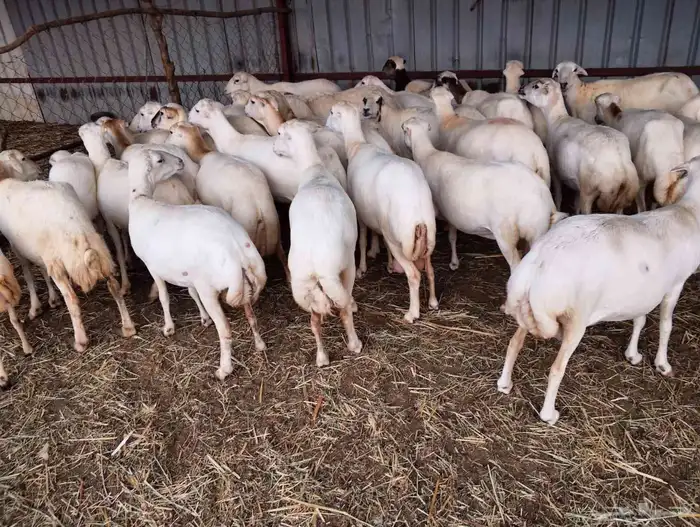 يوجد لدينا ضان رفيديات للبيع العدد 200راس مولدات منها 30 1