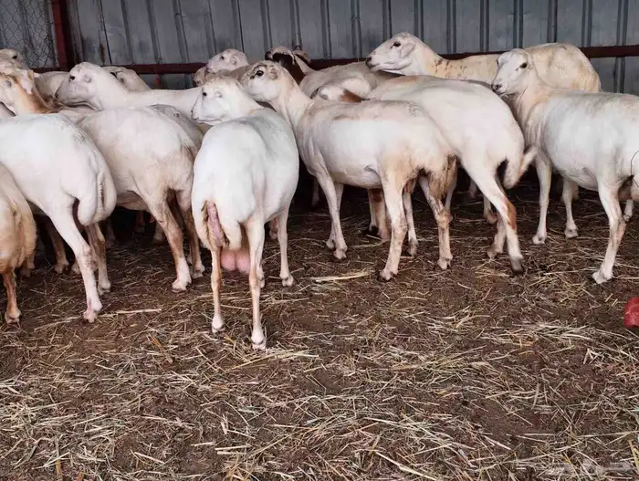 يوجد لدينا ضان رفيديات للبيع العدد 200راس مولدات منها 30 0