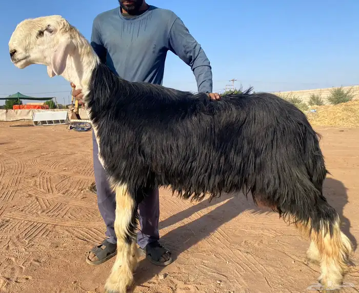 فحل نجدي مشروط 0