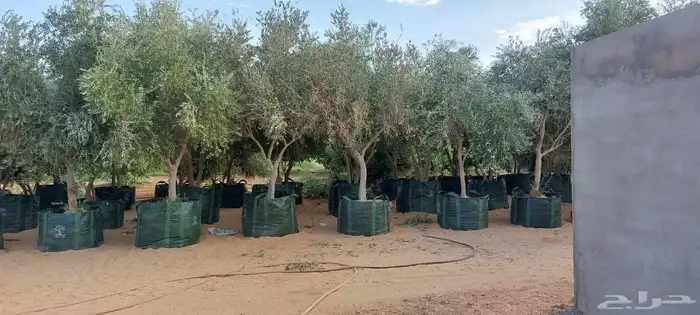 البيع نخل بلدي و شنطني شجار زيتنون 5